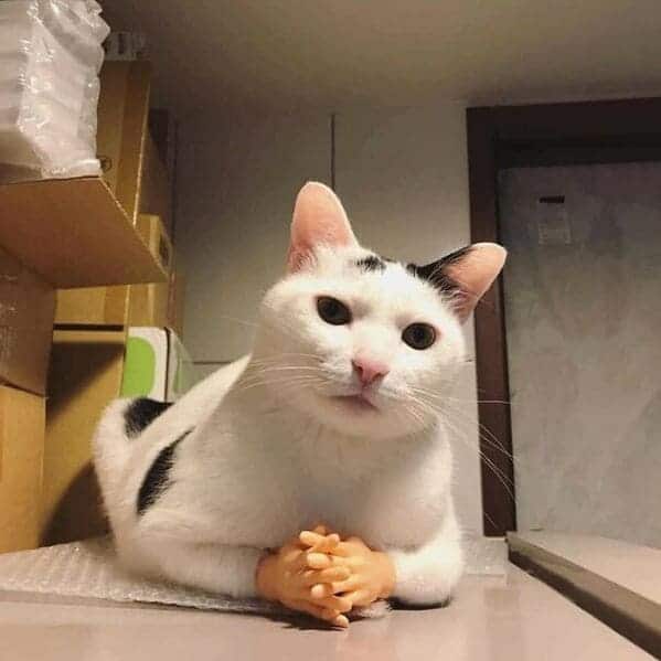 cat with human hands at table, Important animal images, Funny animal photos, pics of pets doing weird and funny things, funny moments with dog caught on camera, Facebook page compiles best animal images, impanimal
