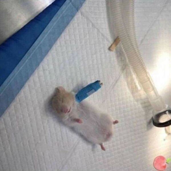 guinea pig in a cast, Important animal images, Funny animal photos, pics of pets doing weird and funny things, funny moments with dog caught on camera, Facebook page compiles best animal images, impanimal