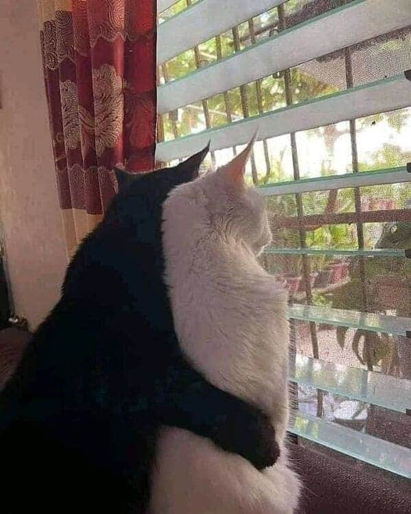 black and white cat who look like they're hugging, Important animal images, Funny animal photos, pics of pets doing weird and funny things, funny moments with dog caught on camera, Facebook page compiles best animal images, impanimal
