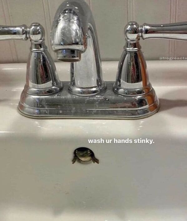 frog sticking out of sink and telling you to wash your hands, Important animal images, Funny animal photos, pics of pets doing weird and funny things, funny moments with dog caught on camera, Facebook page compiles best animal images, impanimal