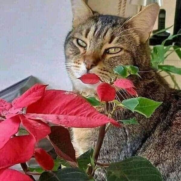 cat with leaf in front of face that looks like lips, Important animal images, Funny animal photos, pics of pets doing weird and funny things, funny moments with dog caught on camera, Facebook page compiles best animal images, impanimal