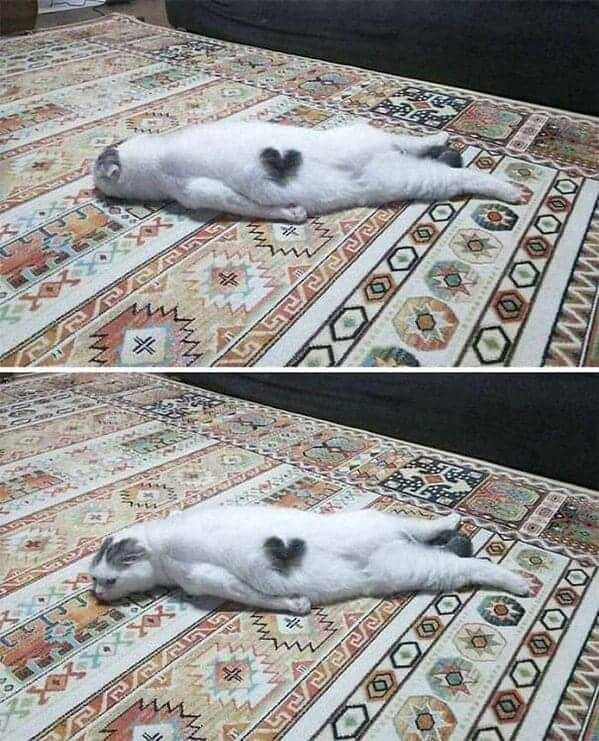 cat on floor looking depressed, Important animal images, Funny animal photos, pics of pets doing weird and funny things, funny moments with dog caught on camera, Facebook page compiles best animal images, impanimal