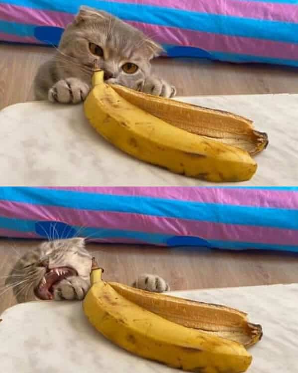 cat reacting to banana peel taste gross, Important animal images, Funny animal photos, pics of pets doing weird and funny things, funny moments with dog caught on camera, Facebook page compiles best animal images, impanimal