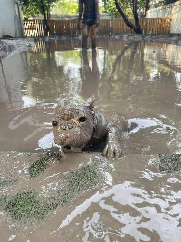 french bulldog covered in mud, Important animal images, Funny animal photos, pics of pets doing weird and funny things, funny moments with dog caught on camera, Facebook page compiles best animal images, impanimal