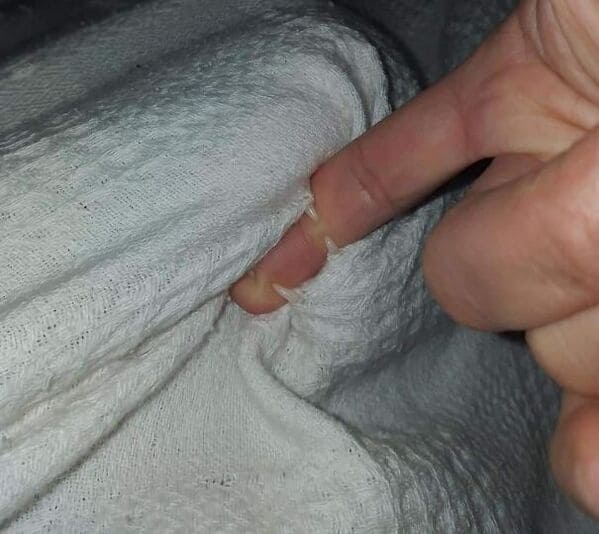 teeth busted through fabric, Important animal images, Funny animal photos, pics of pets doing weird and funny things, funny moments with dog caught on camera, Facebook page compiles best animal images, impanimal