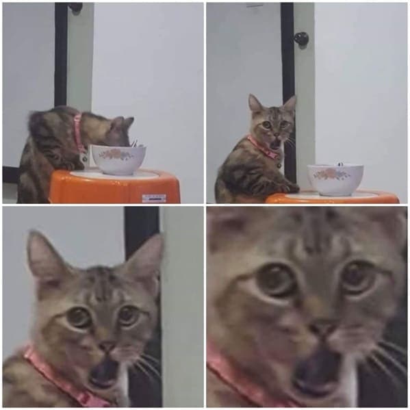 cat reacting with shock from eating out of bowl, Important animal images, Funny animal photos, pics of pets doing weird and funny things, funny moments with dog caught on camera, Facebook page compiles best animal images, impanimal
