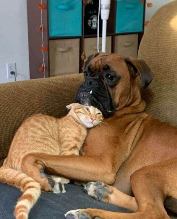 dog and cat on couch together, Important animal images, Funny animal photos, pics of pets doing weird and funny things, funny moments with dog caught on camera, Facebook page compiles best animal images, impanimal