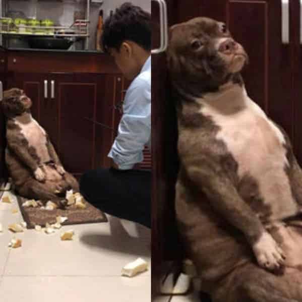 dog looking sad after he ate, Important animal images, Funny animal photos, pics of pets doing weird and funny things, funny moments with dog caught on camera, Facebook page compiles best animal images, impanimal
