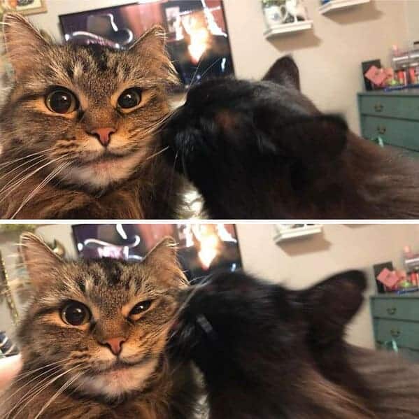 a black cat kissing another cat, Important animal images, Funny animal photos, pics of pets doing weird and funny things, funny moments with dog caught on camera, Facebook page compiles best animal images, impanimal